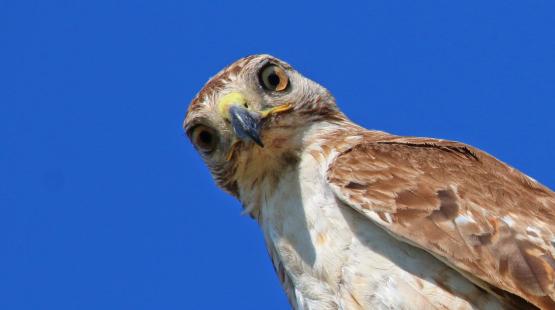 Red tail hawk.