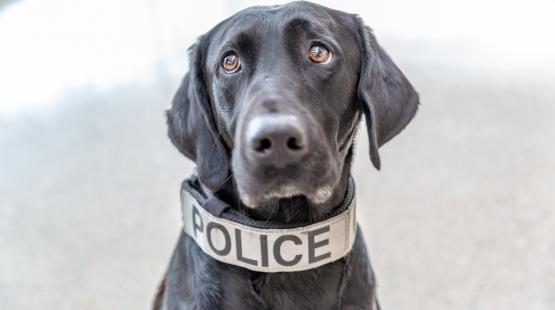 Black canine police officer wearing a collar that says Police.