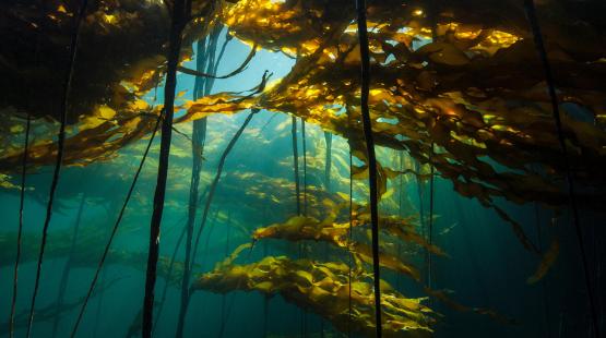 Forest of Kelp.
