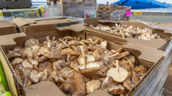Mushrooms waiting to be loaded onto a cruise ship.