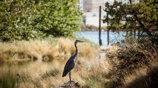Sustainability at the Port.
