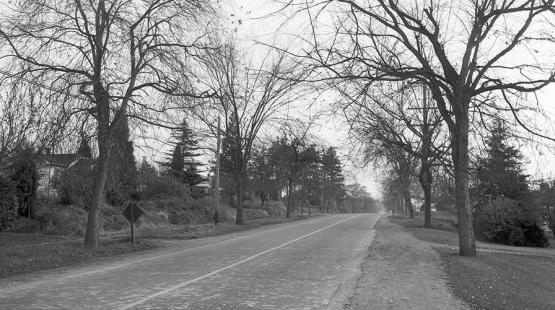 Historic photo of the tree-lined Living Road of Remembrance.