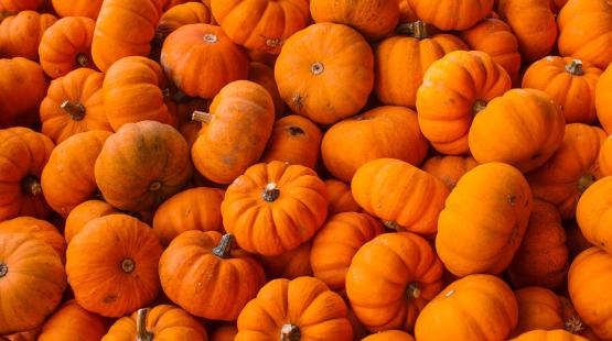 A large pile of small bright orange pumpkins stacked closely together.