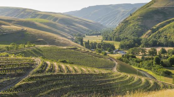Wine country vista with rows of grapes and hills.