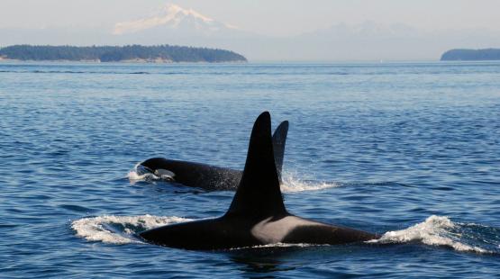 Two orcas off the San Juan Islands with Mt Baker in the background.