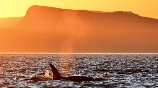 An orca surfaces in a sunset view off the coast of Washington.