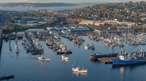 Aerial image of halibut schooners at Fishermen's Terminal