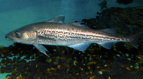 A wild alaska pollock with a long body and patterned markings swims above dark pebbles.