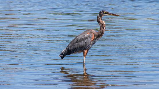 Blue Heron in the Duwamish River