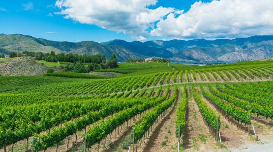 Wine vineyard near Lake Chelan with blue skies overhead 