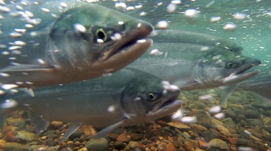 Three salmon swimming underwater above a rocky riverbed with bubbles drifting across the scene.