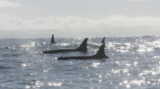 Three orcas swim in Puget Sound.