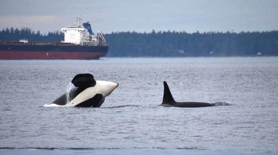 Two orcas swimming near the surface, with one partially breaching, in a calm bay with a large cargo ship and forested shoreline in the background.