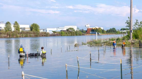 Several individuals wearing safety vests stand in shallow water near a shoreline, working among a series of stakes and ropes arranged in a grid pattern. Some of the individuals carry tools or equipment, and vegetation is visible around parts of the marked area. The water extends across the image toward an opposite bank lined with trees and shrubs. Behind the far shoreline are large industrial buildings, including white structures and a tall rust‑colored building. The sky is partly cloudy with soft blue tone