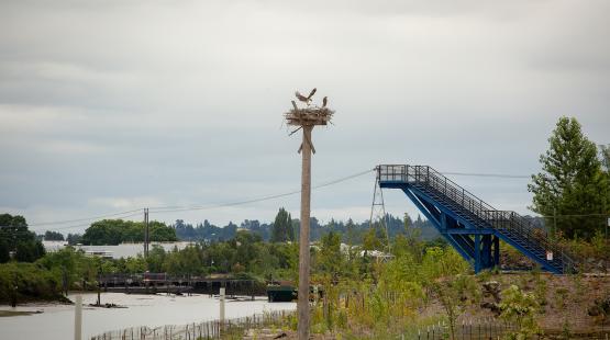 Osprey perched on a tall nesting platform near a river with a blue staircase structure nearby.