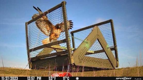 SEA Airport: Raptor Strike Avoidance Program