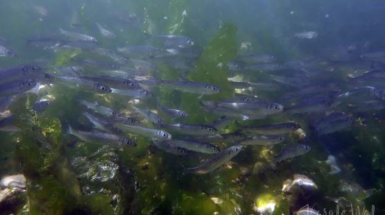 A school of small fish swims through underwater vegetation, with green algae and rocks visible on the seafloor.