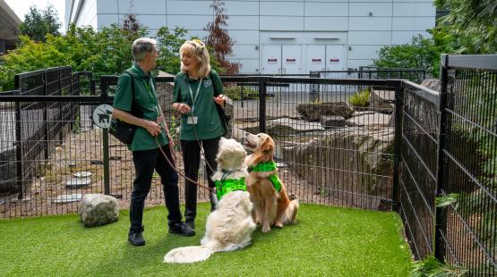 Pets and owners at the relief area with green grass and black fencing outside the terminal on a sunny day