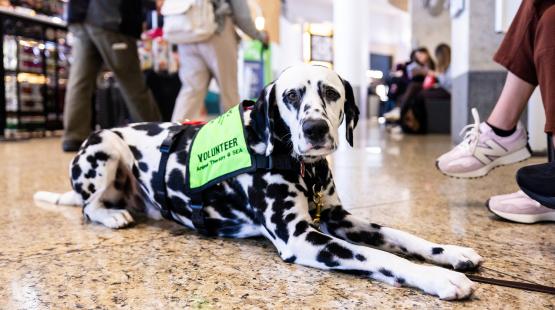 Spotted dog wearing a bright green vest labeled ‘Volunteer Animal Therapy @ SEA’ lying on a polished floor in a busy indoor public space with people walking and sitting nearby.