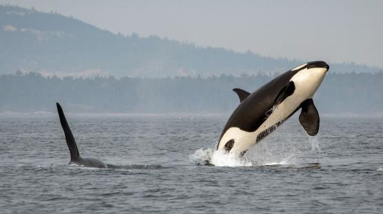 Southern resident killer whale breaching.