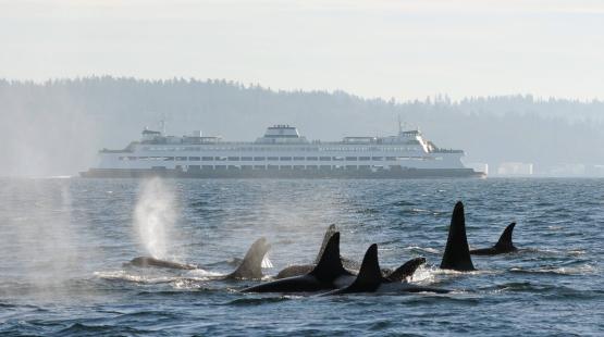 A pod of orcas in the foreground of a Washington State Ferry