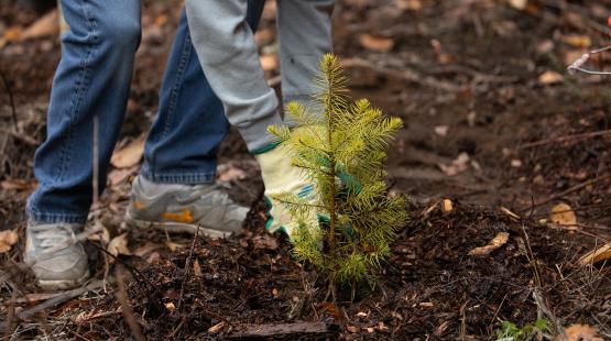 Close up image of hand planting a tree