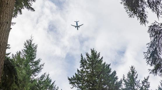 A passenger airplane flies overhead against a cloudy sky, framed by tall evergreen trees.